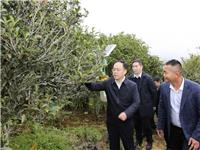 潮州市委书记何晓军：坚持品牌化推广和产业化发展双向发力 努力将凤凰单丛茶打造为全球品牌