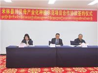 助乡村振兴 | 京都念慈菴新川贝母产业化种植示范项目落地西藏米林