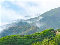 擦亮品牌 让凤凰单丛茶香飘四海